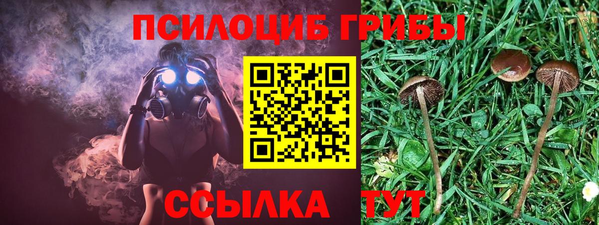 Галлюциногенные грибы Cubensis Всеволожск